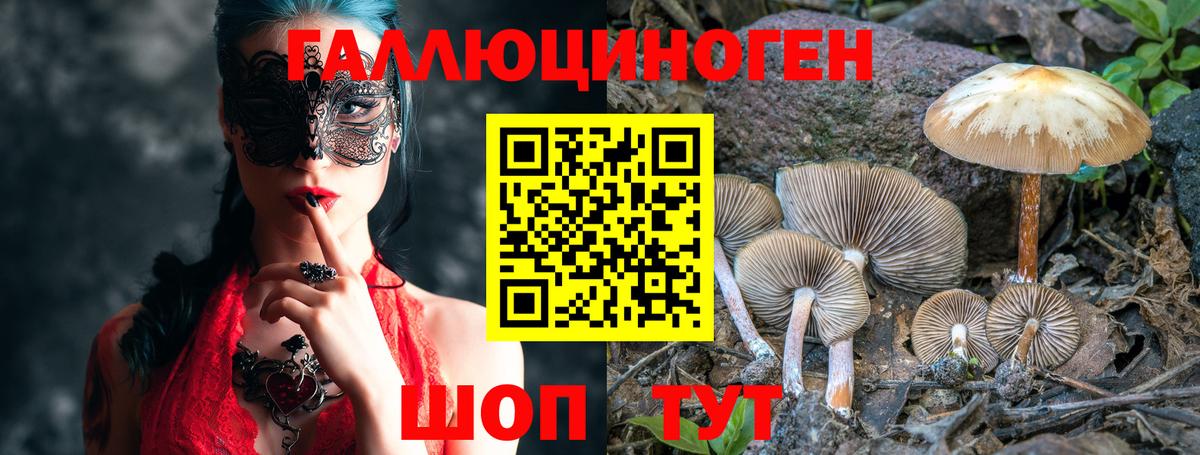 Псилоцибиновые грибы Psilocybe Ржев